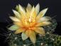 Preview: Flower of mother plant